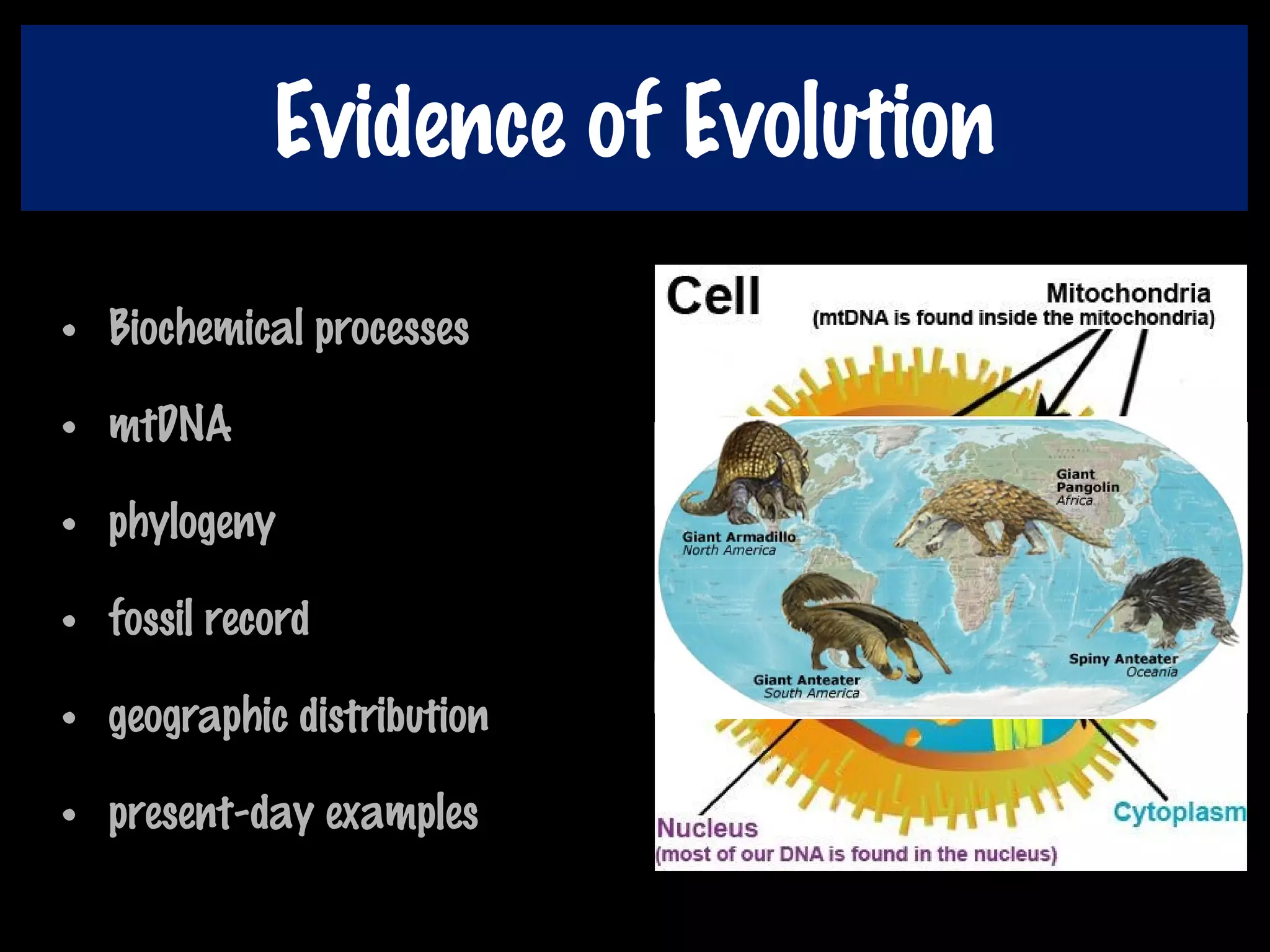 Evidence of Evolution
• Biochemical processes
• mtDNA
• phylogeny
• fossil record
• geographic distribution
• present-day examples
 