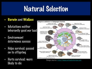 Natural Selection
• Darwin and Wallace
• Mutations neither
inherently good nor bad
• Environment
determines success
• Helps survival: passed
on to offspring
• Hurts survival: more
likely to die
Image source: http://www.avibushistoriae.com
 