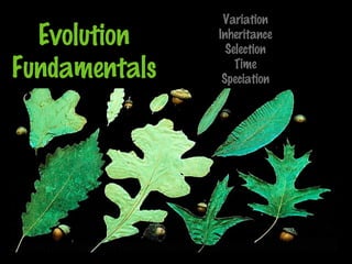 Evolution
Fundamentals
Variation
Inheritance
Selection
Time
Speciation
 