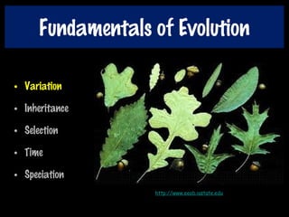 Fundamentals of Evolution
• Variation
• Inheritance
• Selection
• Time
• Speciation
http://www.eeob.iastate.edu
 