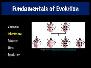 Fundamentals of Evolution
• Variation
• Inheritance
• Selection
• Time
• Speciation
Image source: http://wikids-life.wikispaces.com
 
