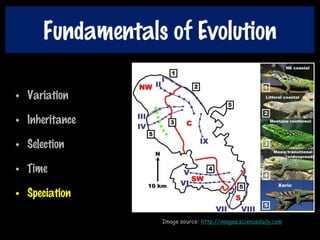 Fundamentals of Evolution
• Variation
• Inheritance
• Selection
• Time
• Speciation
Image source: http://images.sciencedaily.com
 