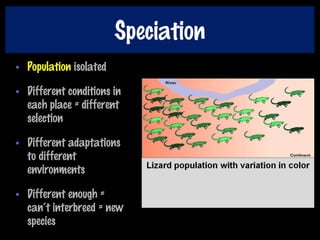 Speciation
• Population isolated
• Different conditions in
each place = different
selection
• Different adaptations
to different
environments
• Different enough =
can’t interbreed = new
species
 