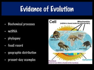 Evidence of Evolution
• Biochemical processes
• mtDNA
• phylogeny
• fossil record
• geographic distribution
• present-day examples
 