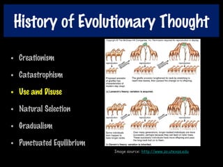 History of Evolutionary Thought
• Creationism
• Catastrophism
• Use and Disuse
• Natural Selection
• Gradualism
• Punctuated Equilibrium
Image source: http://www.zo.utexas.edu
 