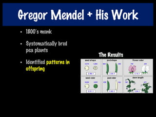 Gregor Mendel + His Work
• 1800‘s monk
• Systematically bred
pea plants
• Identified patterns in
offspring
 