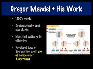Gregor Mendel + His Work
• 1800‘s monk
• Systematically bred
pea plants
• Identified patterns in
offspring
• Developed Law of
Segregation and Law
of Independent
Assortment
 