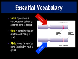 Essential Vocabulary
• Locus = place on a
chromosome where a
specific gene is found
• Gene = combination of
alleles controlling a
trait
• Allele = one form of a
gene (basically, half a
gene)
from
M
om
!
from
D
ad!
 