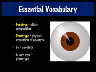 Essential Vocabulary
• Genotype = allelic
composition
• Phenotype = physical
expression of genotype
• Bb = genotype
• brown eyes =
phenotype
 