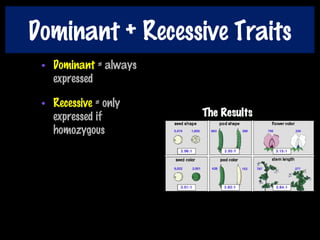 Dominant + Recessive Traits
• Dominant = always
expressed
• Recessive = only
expressed if
homozygous
 