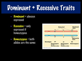 Dominant + Recessive Traits
• Dominant = always
expressed
• Recessive = only
expressed if
homozygous
• Homozygous = both
alleles are the same
 