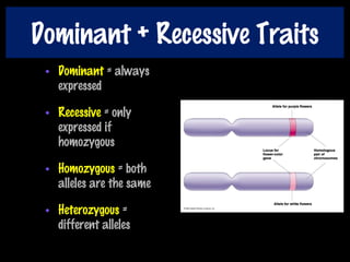 Dominant + Recessive Traits
• Dominant = always
expressed
• Recessive = only
expressed if
homozygous
• Homozygous = both
alleles are the same
• Heterozygous =
different alleles
 