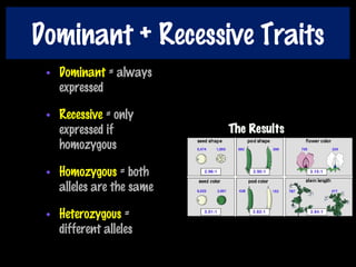 Dominant + Recessive Traits
• Dominant = always
expressed
• Recessive = only
expressed if
homozygous
• Homozygous = both
alleles are the same
• Heterozygous =
different alleles
 