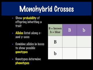 Monohybrid Crosses
• Show probability of
offspring inheriting a
trait
• Alleles listed along x-
and y-axes
• Combine alleles in boxes
to show possible
genotypes
• Genotypes determine
phenotypes
 