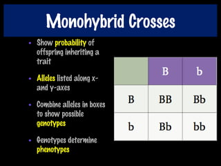 Monohybrid Crosses
• Show probability of
offspring inheriting a
trait
• Alleles listed along x-
and y-axes
• Combine alleles in boxes
to show possible
genotypes
• Genotypes determine
phenotypes
 