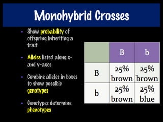 Monohybrid Crosses
• Show probability of
offspring inheriting a
trait
• Alleles listed along x-
and y-axes
• Combine alleles in boxes
to show possible
genotypes
• Genotypes determine
phenotypes
 