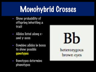 Monohybrid Crosses
• Show probability of
offspring inheriting a
trait
• Alleles listed along x-
and y-axes
• Combine alleles in boxes
to show possible
genotypes
• Genotypes determine
phenotypes
 