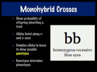 Monohybrid Crosses
• Show probability of
offspring inheriting a
trait
• Alleles listed along x-
and y-axes
• Combine alleles in boxes
to show possible
genotypes
• Genotypes determine
phenotypes
 