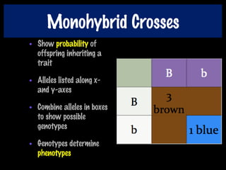 Monohybrid Crosses
• Show probability of
offspring inheriting a
trait
• Alleles listed along x-
and y-axes
• Combine alleles in boxes
to show possible
genotypes
• Genotypes determine
phenotypes
 