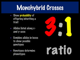 Monohybrid Crosses
• Show probability of
offspring inheriting a
trait
• Alleles listed along x-
and y-axes
• Combine alleles in boxes
to show possible
genotypes
• Genotypes determine
phenotypes
3:1
ratio
 