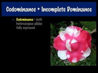 Codominance + Incomplete Dominance
• Codominance = both
heterozygous alleles
fully expressed
 