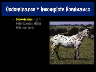 Codominance + Incomplete Dominance
• Codominance = both
heterozygous alleles
fully expressed
 