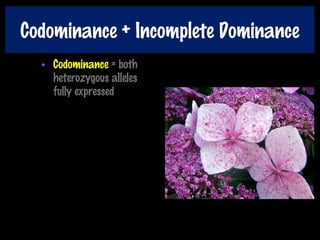 Codominance + Incomplete Dominance
• Codominance = both
heterozygous alleles
fully expressed
 