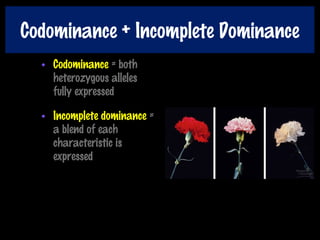 Codominance + Incomplete Dominance
• Codominance = both
heterozygous alleles
fully expressed
• Incomplete dominance =
a blend of each
characteristic is
expressed
 
