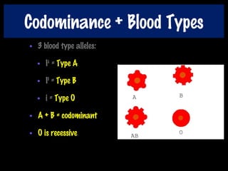 Codominance + Blood Types
• 3 blood type alleles:
• IA
= Type A
• IB
= Type B
• i = Type O
• A + B = codominant
• O is recessive
 