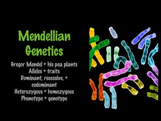 Mendellian
Genetics
Gregor Mendel + his pea plants
Alleles + traits
Dominant, recessive, +
codominant
Heterozygous + homozygous
Phenotype + genotype
 