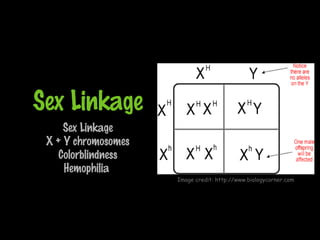 Sex Linkage
Sex Linkage
X + Y chromosomes
Colorblindness
Hemophilia
Image credit: http://www.biologycorner.com
 
