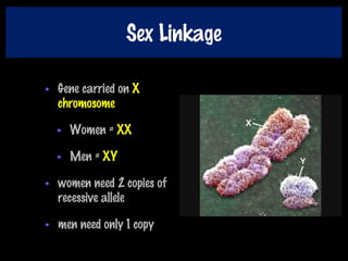 Sex Linkage
• Gene carried on X
chromosome
• Women = XX
• Men = XY
• women need 2 copies of
recessive allele
• men need only 1 copy
 