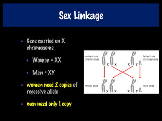 Sex Linkage
• Gene carried on X
chromosome
• Women = XX
• Men = XY
• women need 2 copies of
recessive allele
• men need only 1 copy
 
