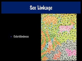 Sex Linkage
• Colorblindness
 