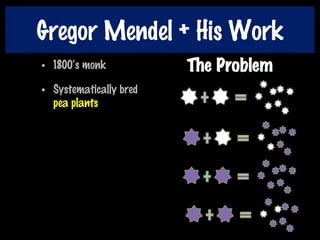 Gregor Mendel + His Work
• 1800‘s monk
• Systematically bred
pea plants
 