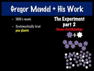 Gregor Mendel + His Work
• 1800‘s monk
• Systematically bred
pea plants
 