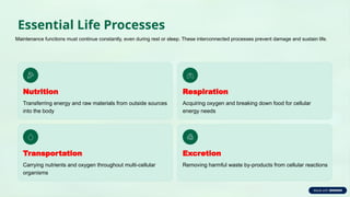 Comprehensive Overview of Life Processes: Nutrition, Respiration, and ...