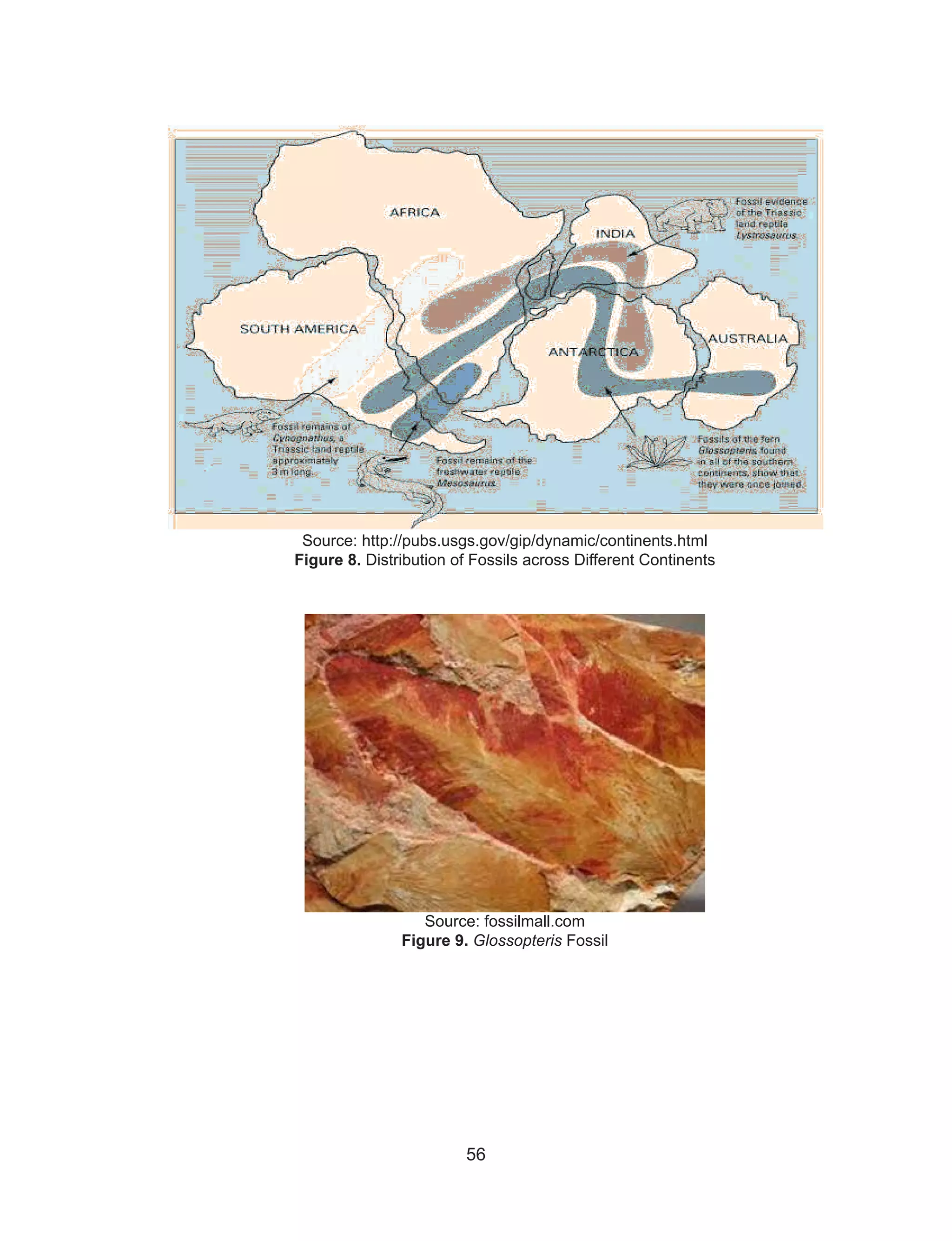 56
Source: http://pubs.usgs.gov/gip/dynamic/continents.html
Figure 8. Distribution of Fossils across Different Continents
Source: fossilmall.com
Figure 9. Glossopteris Fossil
 
