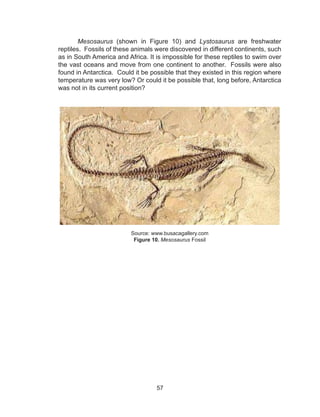 57
Mesosaurus (shown in Figure 10) and Lystosaurus are freshwater
reptiles. Fossils of these animals were discovered in different continents, such
as in South America and Africa. It is impossible for these reptiles to swim over
the vast oceans and move from one continent to another. Fossils were also
found in Antarctica. Could it be possible that they existed in this region where
temperature was very low? Or could it be possible that, long before, Antarctica
was not in its current position?
					
Source: www.busacagallery.com
Figure 10. Mesosaurus Fossil
 