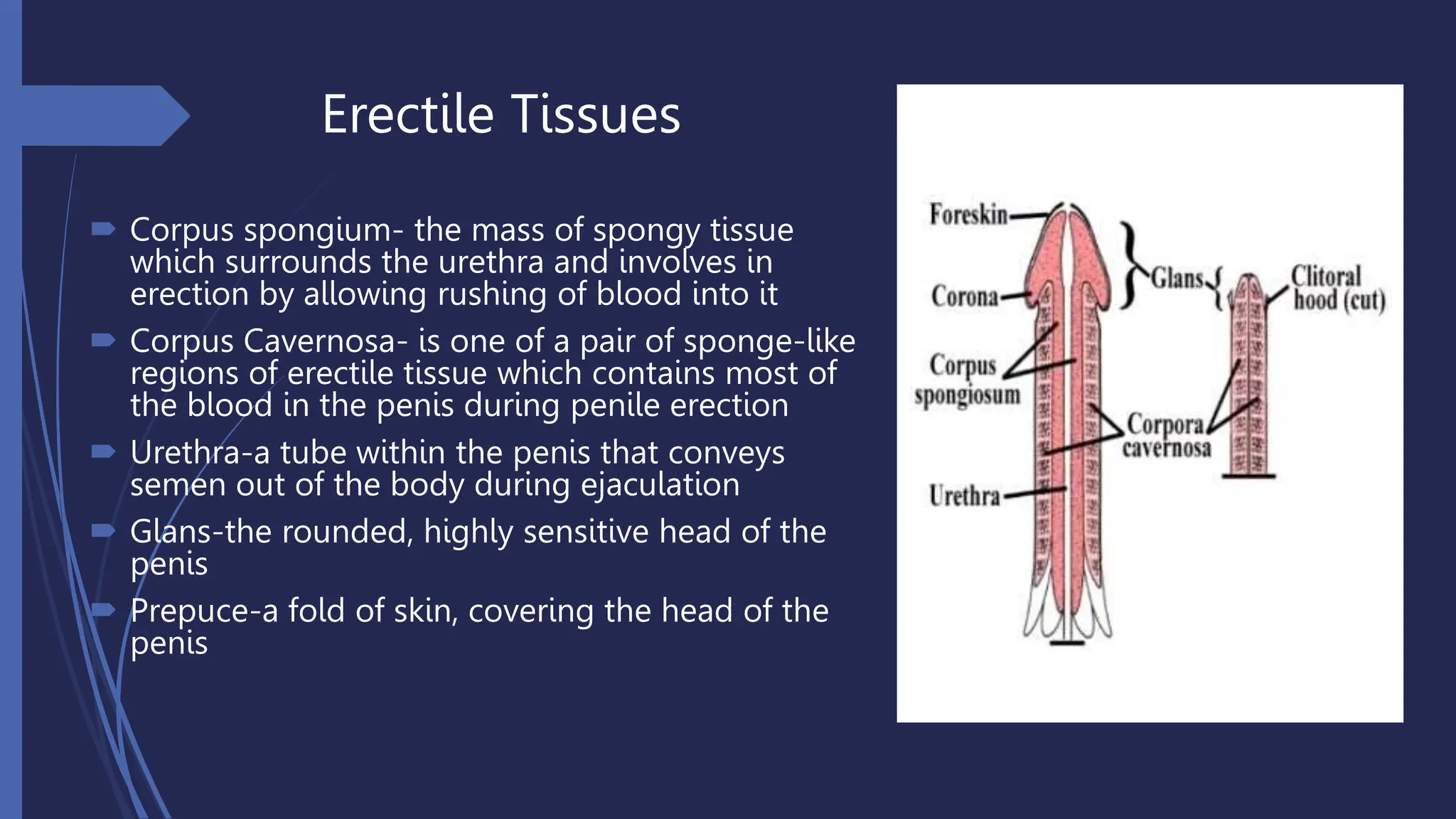 G10 Science Q3 Week 1 Male Reproductive System 1 pptx
