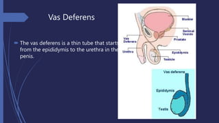G10 Science Q3- Week 1- Male Reproductive System (1).pptx