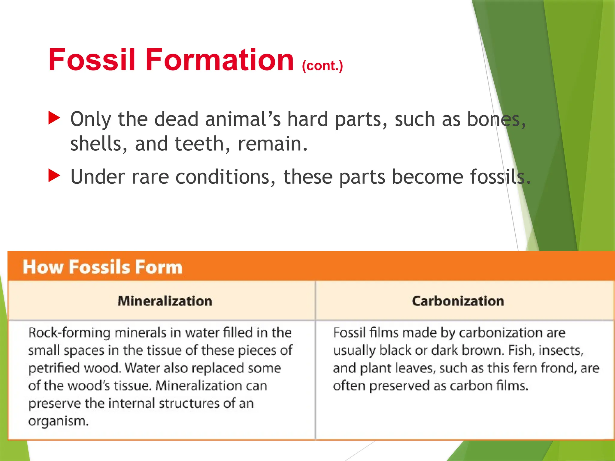  Only the dead animal’s hard parts, such as bones,
shells, and teeth, remain.
 Under rare conditions, these parts become fossils.
Fossil Formation (cont.)
 