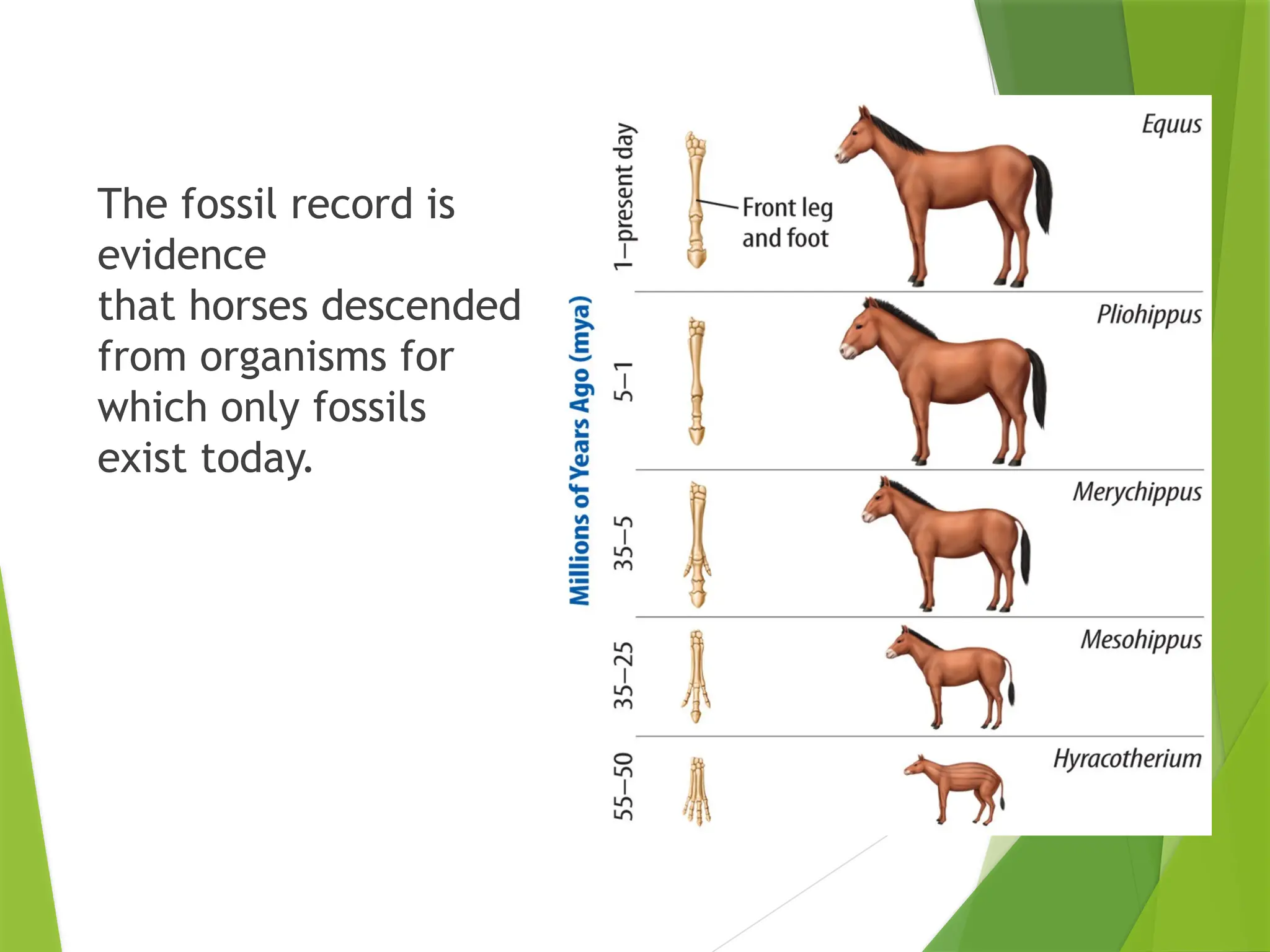 The fossil record is
evidence
that horses descended
from organisms for
which only fossils
exist today.
 