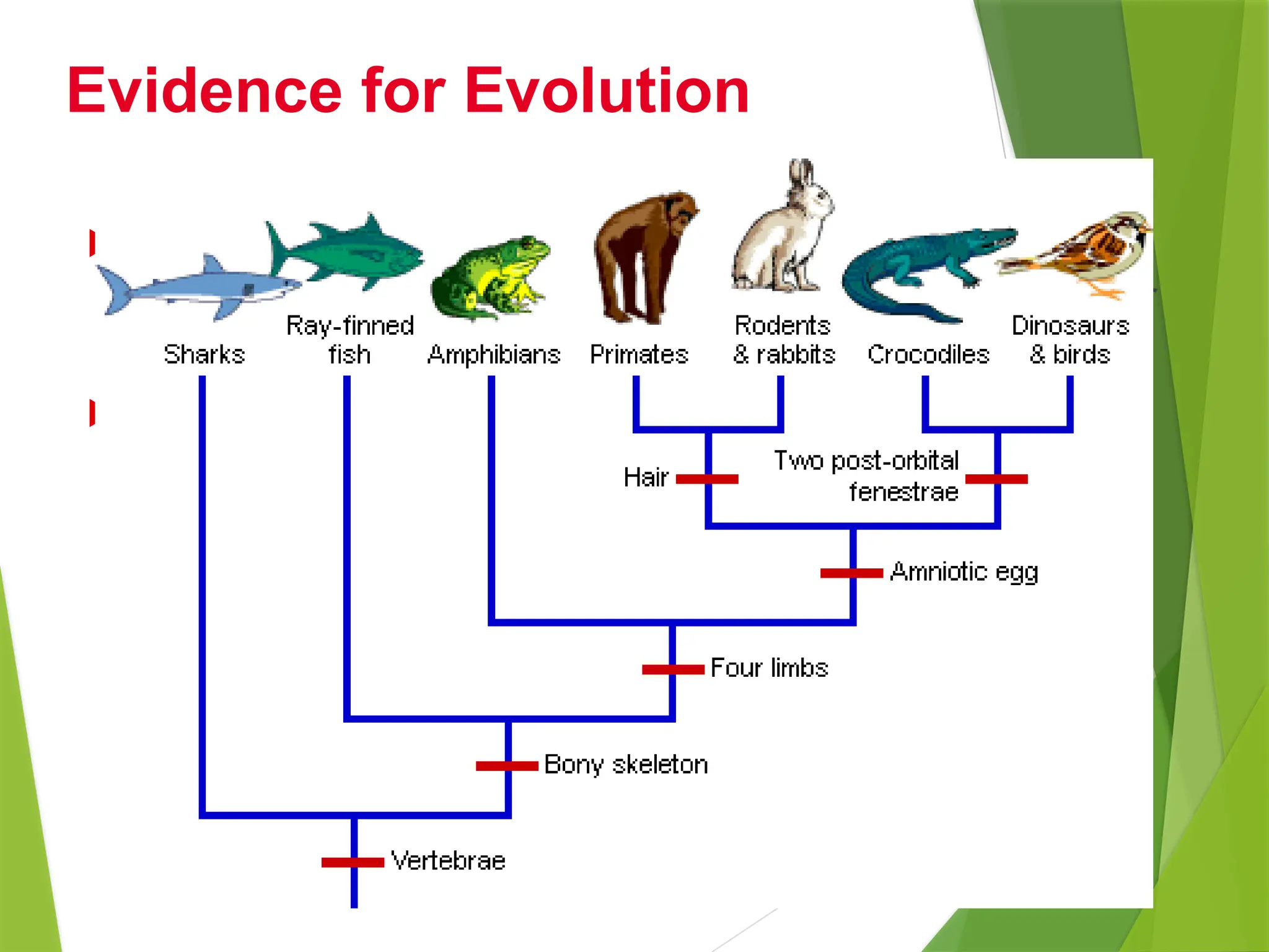  The degree to which species are related depends on
how closely in time they diverged, or split, from their
common ancestor.
 Although the fossil record is incomplete, it contains
many examples of fossil sequences showing close
ancestral relationships.
Evidence for Evolution
 
