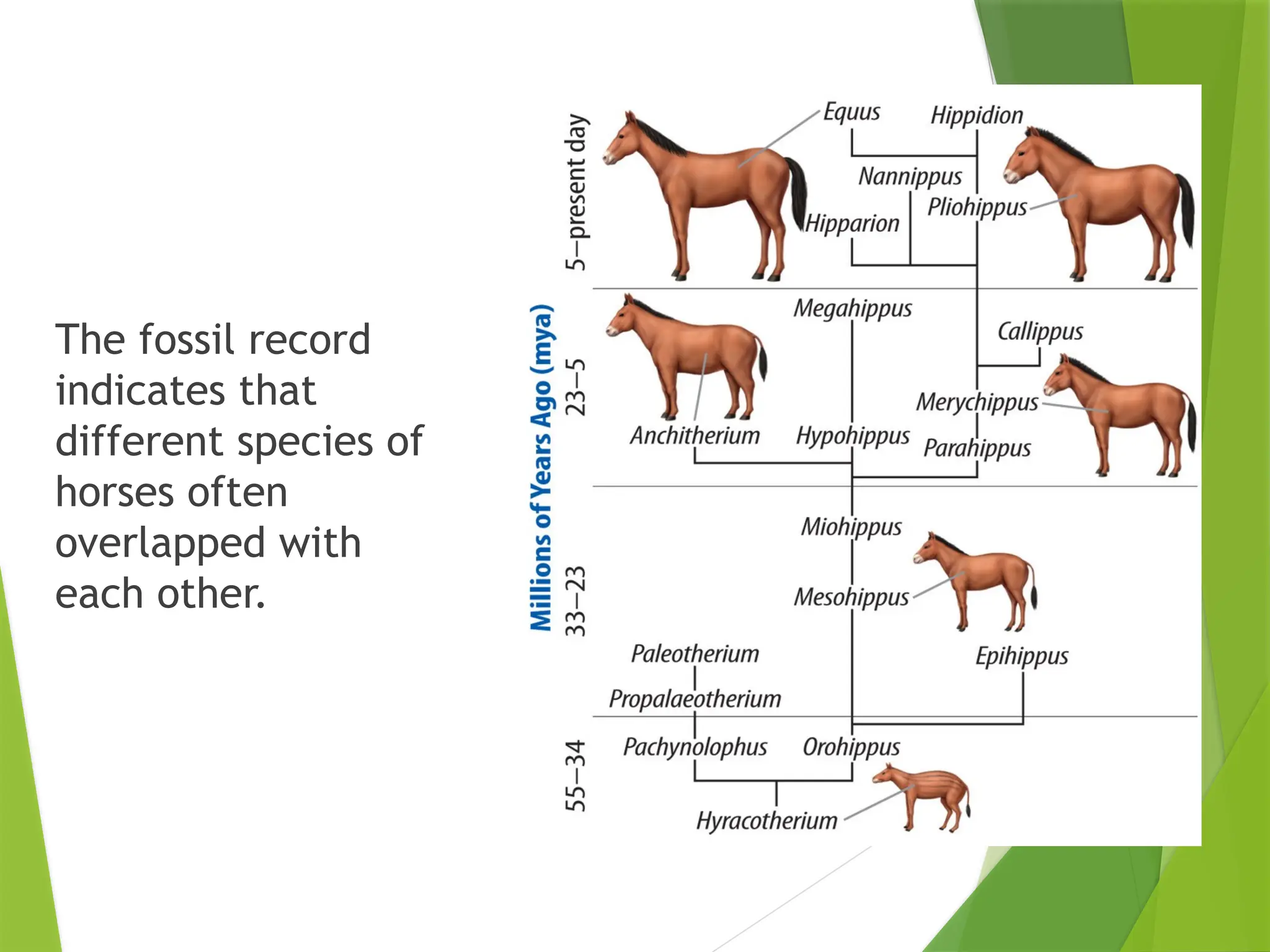 The fossil record
indicates that
different species of
horses often
overlapped with
each other.
 