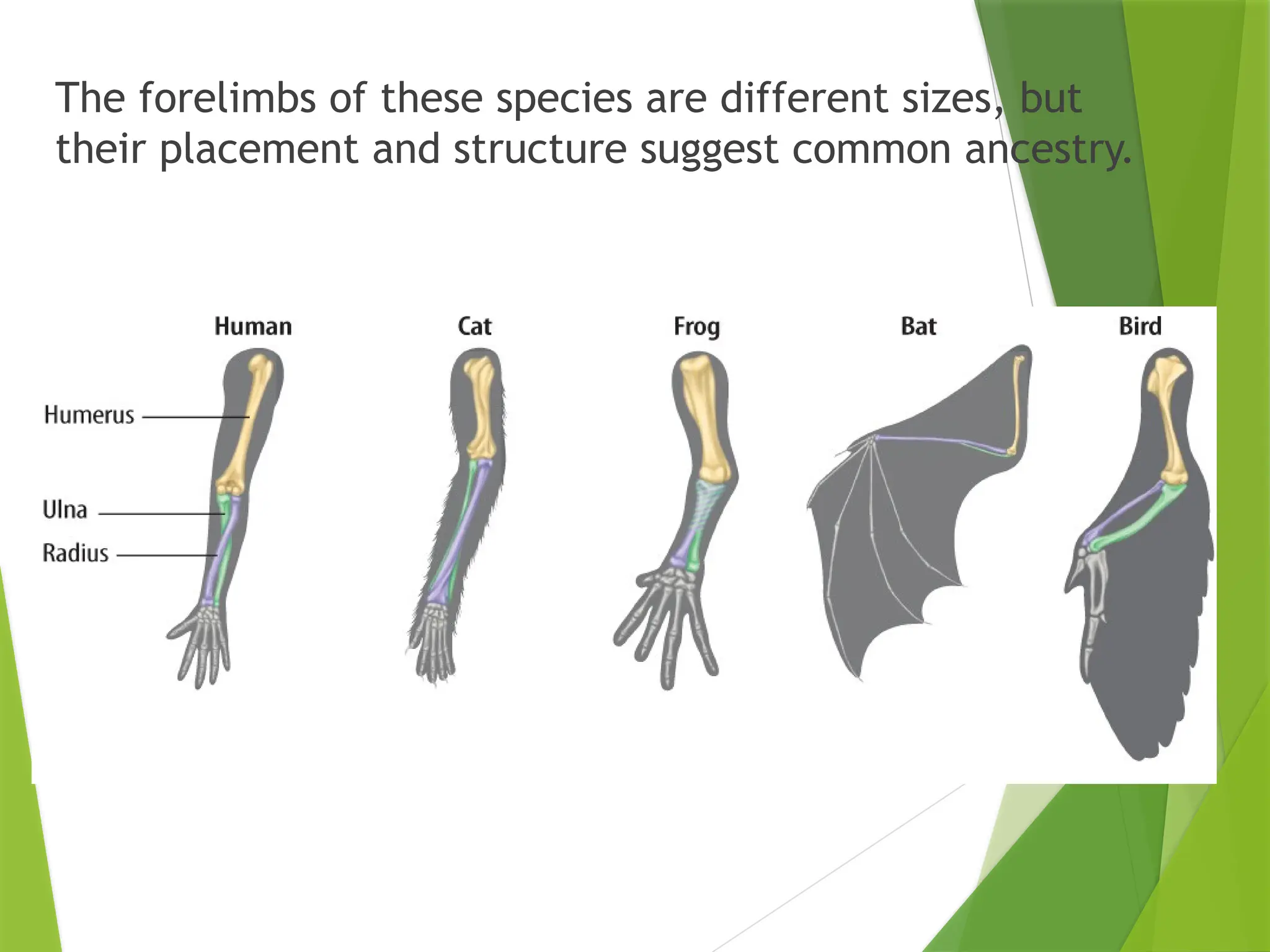 The forelimbs of these species are different sizes, but
their placement and structure suggest common ancestry.
 