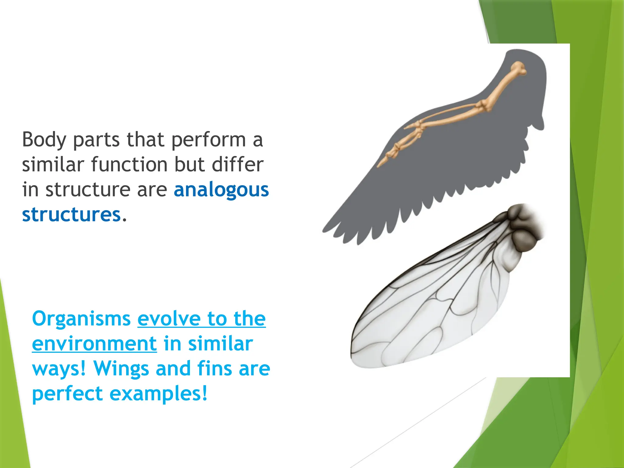 Body parts that perform a
similar function but differ
in structure are analogous
structures.
Organisms evolve to the
environment in similar
ways! Wings and fins are
perfect examples!
 