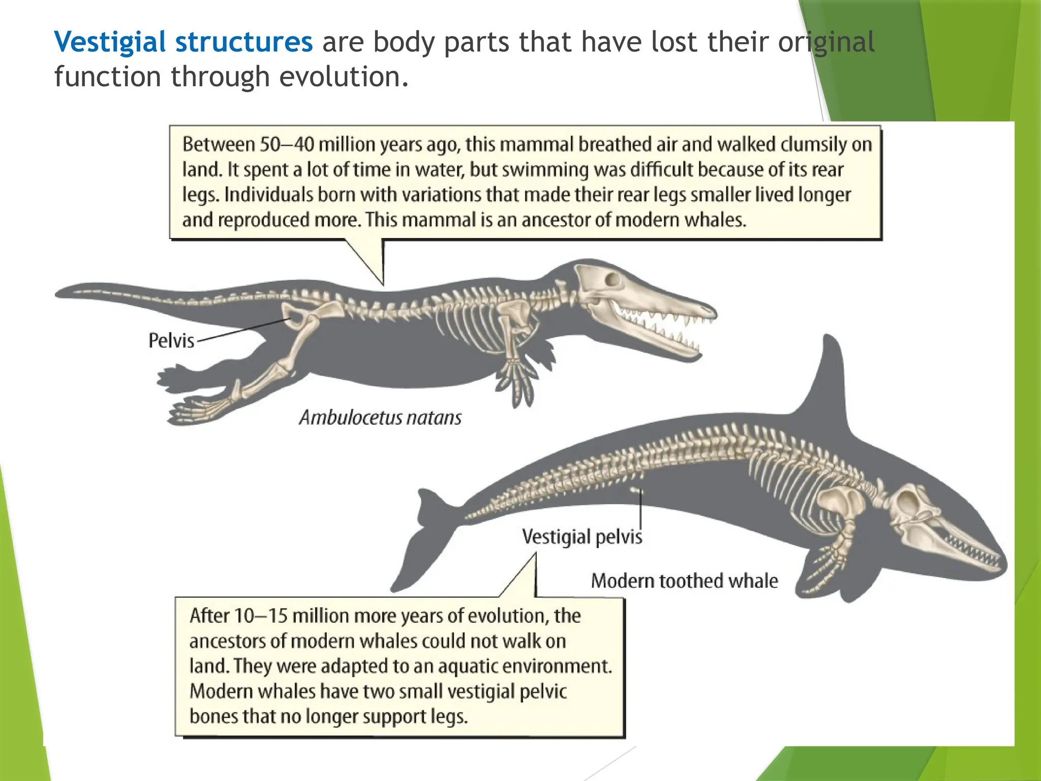 Vestigial structures are body parts that have lost their original
function through evolution.
 