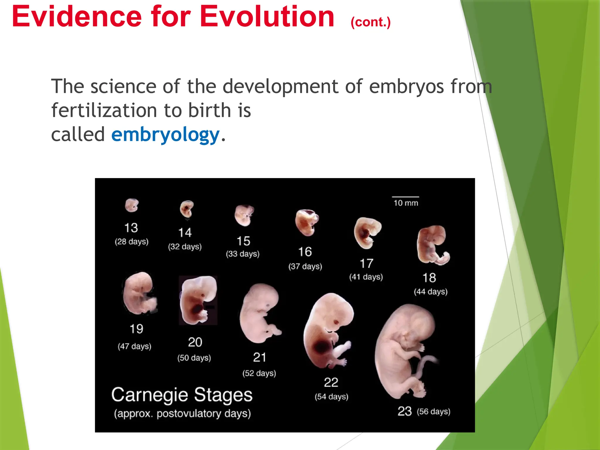 The science of the development of embryos from
fertilization to birth is
called embryology.
Evidence for Evolution (cont.)
 