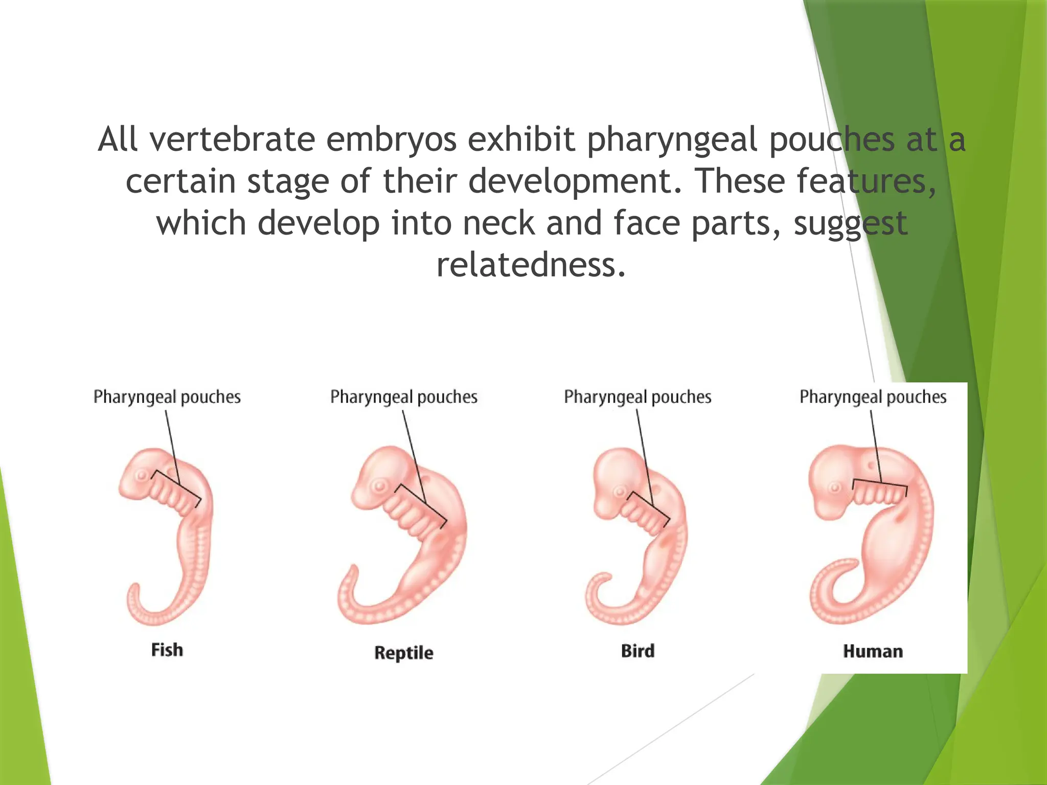 All vertebrate embryos exhibit pharyngeal pouches at a
certain stage of their development. These features,
which develop into neck and face parts, suggest
relatedness.
 
